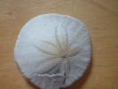 <img0*100:stuff/z/169023/Sand%2520Dollar24/i1258665548_5.jpg>