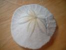 <img0*100:stuff/z/169023/Sand%2520Dollar24/i1258665549_10.jpg>