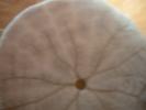 <img0*100:stuff/z/169023/Sand%2520Dollar24/i1258665549_11.jpg>