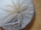 <img0*100:stuff/z/169023/Sand%2520Dollar24/i1258665549_12.jpg>