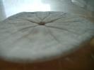 <img0*100:stuff/z/169023/Sand%2520Dollar24/i1258665549_14.jpg>