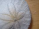 <img0*100:stuff/z/169023/Sand%2520Dollar24/i1258665549_15.jpg>
