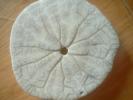 <img0*100:stuff/z/169023/Sand%2520Dollar24/i1258665549_16.jpg>
