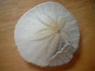 <img0*100:stuff/z/169023/Sand%2520Dollar24/i1258665549_6.jpg>