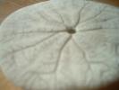 <img0*100:stuff/z/169023/Sand%2520Dollar24/i1258665549_7.jpg>