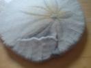 <img0*100:stuff/z/169023/Sand%2520Dollar24/i1258665549_8.jpg>