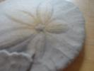 <img0*100:stuff/z/169023/Sand%2520Dollar24/i1258665549_9.jpg>