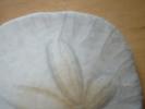 <img0*100:stuff/z/169023/Sand%2520Dollar24/i1258665550_18.jpg>