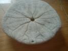 <img0*100:stuff/z/169023/Sand%2520Dollar24/i1258665550_19.jpg>