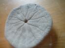 <img0*100:stuff/z/169023/Sand%2520Dollar24/i1258665550_20.jpg>