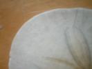 <img0*100:stuff/z/169023/Sand%2520Dollar24/i1258665550_21.jpg>