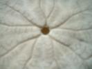 <img0*100:stuff/z/169023/Sand%2520Dollar24/i1258665550_22.jpg>
