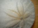 <img0*100:stuff/z/169023/Sand%2520Dollar24/i1258665550_23.jpg>