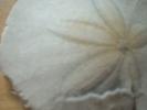 Sand Dollar