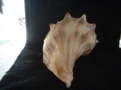 <img250*0:stuff/z/169023/Seashells/i1255991626_1.jpg>