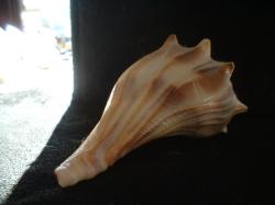 <img250*0:stuff/z/169023/Seashells/i1255991626_2.jpg>