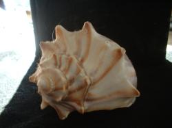 <img250*0:stuff/z/169023/Seashells/i1255991626_3.jpg>