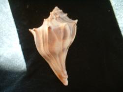 <img250*0:stuff/z/169023/Seashells/i1255991626_4.jpg>