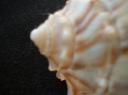 <img250*0:stuff/z/169023/Seashells/i1255991626_5.jpg>