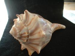 <img250*0:stuff/z/169023/Seashells/i1255991626_6.jpg>