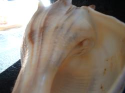 <img250*0:stuff/z/169023/Seashells/i1255991626_7.jpg>