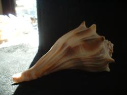 <img250*0:stuff/z/169023/Seashells/i1255991626_8.jpg>