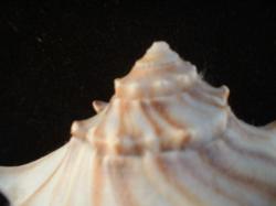 <img250*0:stuff/z/169023/Seashells/i1255991627_10.jpg>