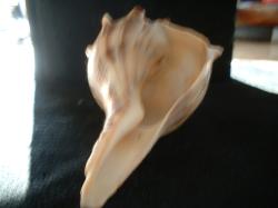 <img250*0:stuff/z/169023/Seashells/i1255991627_11.jpg>