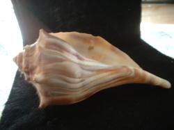 <img250*0:stuff/z/169023/Seashells/i1255991627_12.jpg>