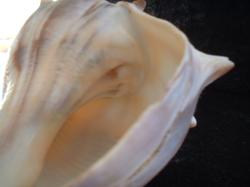 <img250*0:stuff/z/169023/Seashells/i1255991627_13.jpg>