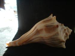 <img250*0:stuff/z/169023/Seashells/i1255991627_14.jpg>