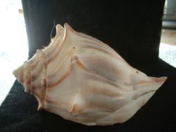 <img250*0:stuff/z/169023/Seashells/i1255991627_15.jpg>