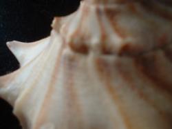 <img250*0:stuff/z/169023/Seashells/i1255991627_16.jpg>