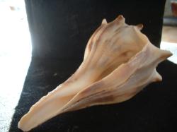 <img250*0:stuff/z/169023/Seashells/i1255991627_17.jpg>