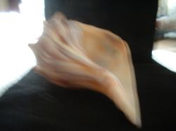 <img250*0:stuff/z/169023/Seashells/i1255991627_18.jpg>