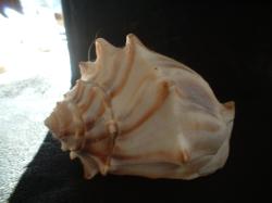 <img250*0:stuff/z/169023/Seashells/i1255991627_9.jpg>