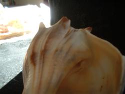 <img250*0:stuff/z/169023/Seashells/i1255991628_19.jpg>