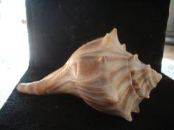 <img250*0:stuff/z/169023/Seashells/i1255991628_20.jpg>