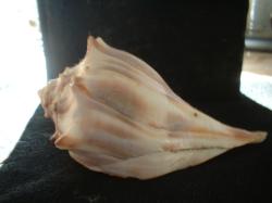 <img250*0:stuff/z/169023/Seashells/i1255991628_21.jpg>