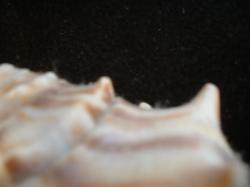 <img250*0:stuff/z/169023/Seashells/i1255991628_22.jpg>
