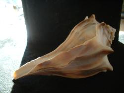 <img250*0:stuff/z/169023/Seashells/i1255991628_23.jpg>