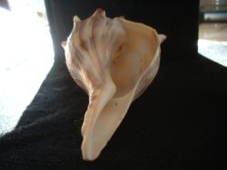 <img250*0:stuff/z/169023/Seashells/i1255991628_24.jpg>