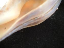 <img250*0:stuff/z/169023/Seashells/i1255991628_25.jpg>