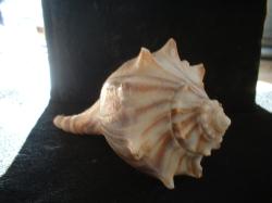 <img250*0:stuff/z/169023/Seashells/i1255991628_26.jpg>