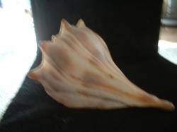 <img250*0:stuff/z/169023/Seashells/i1255991628_27.jpg>