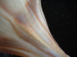 <img250*0:stuff/z/169023/Seashells/i1255991628_28.jpg>