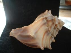 <img250*0:stuff/z/169023/Seashells/i1255991629_29.jpg>