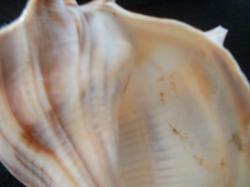 <img250*0:stuff/z/169023/Seashells/i1255991629_30.jpg>