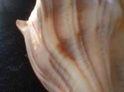 <img250*0:stuff/z/169023/Seashells/i1255991629_31.jpg>