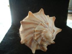 <img250*0:stuff/z/169023/Seashells/i1255991629_32.jpg>